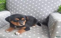 Shiba Inu dogs for sale: Elsa - Image 1