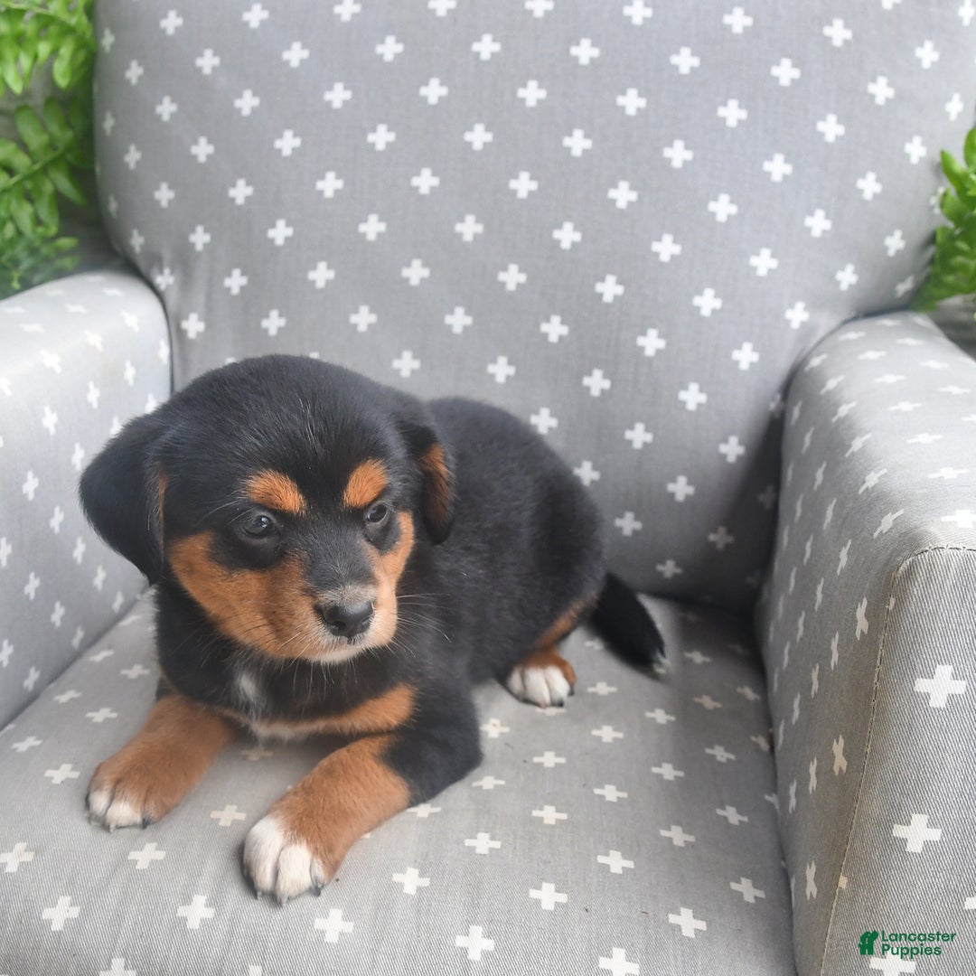 Shiba Inu dogs for sale: Elsa - Image 1