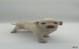 Labrador Retriever dogs for sale: Labrador Retriever 2 puppies - Image 4