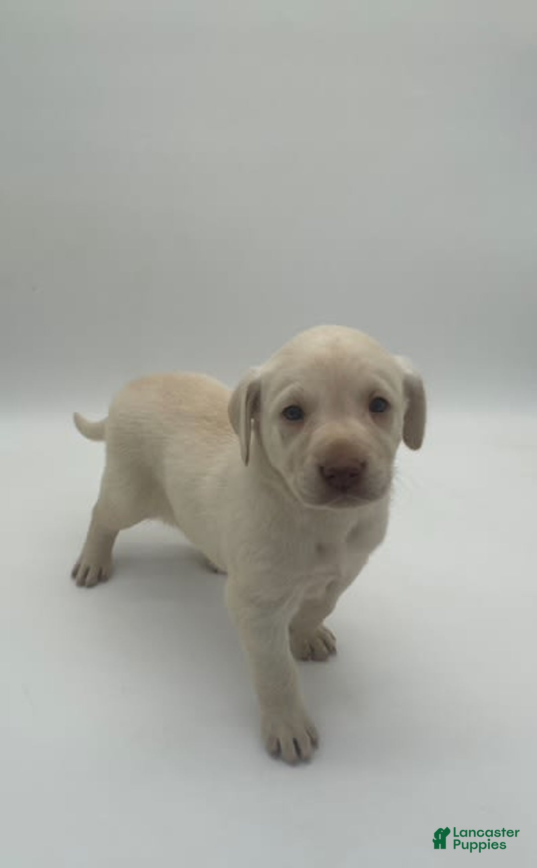 Labrador Retriever dogs for sale: Labrador Retriever 2 puppies - Image 4