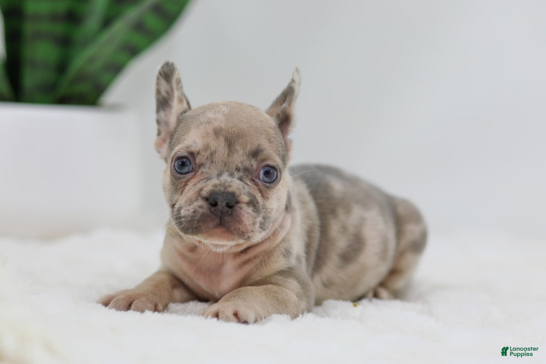 French Bulldog dogs for sale: Hank - Image 7