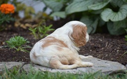 Cavalier King Charles Spaniel dogs for sale: Charlie - Image 9