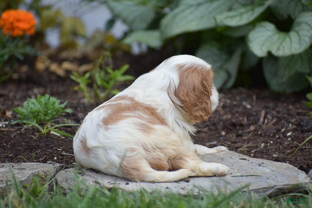 Cavalier King Charles Spaniel dogs for sale: Charlie - Image 9