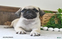 Puggle dogs for sale: Misty - Image 2