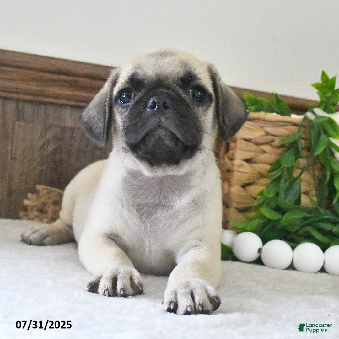Puggle dogs for sale: Misty - Image 2