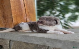 Newfoundland dogs for sale: Lacie - Image 3
