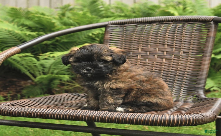 Shihpoo dogs for sale - Ad 3