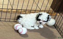 Shihpoo dogs for sale: Oreo - Image 2