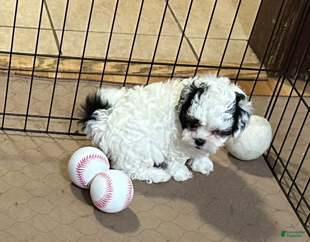 Shihpoo dogs for sale: Oreo - Image 2