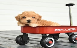 Maltipoo dogs for sale: River - Image 5
