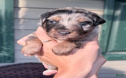 Miniature Australian Shepherd dogs for sale: Riggs - Image 10