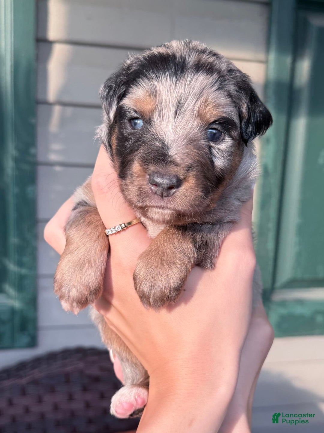 Miniature Australian Shepherd dogs for sale: Riggs - Image 10
