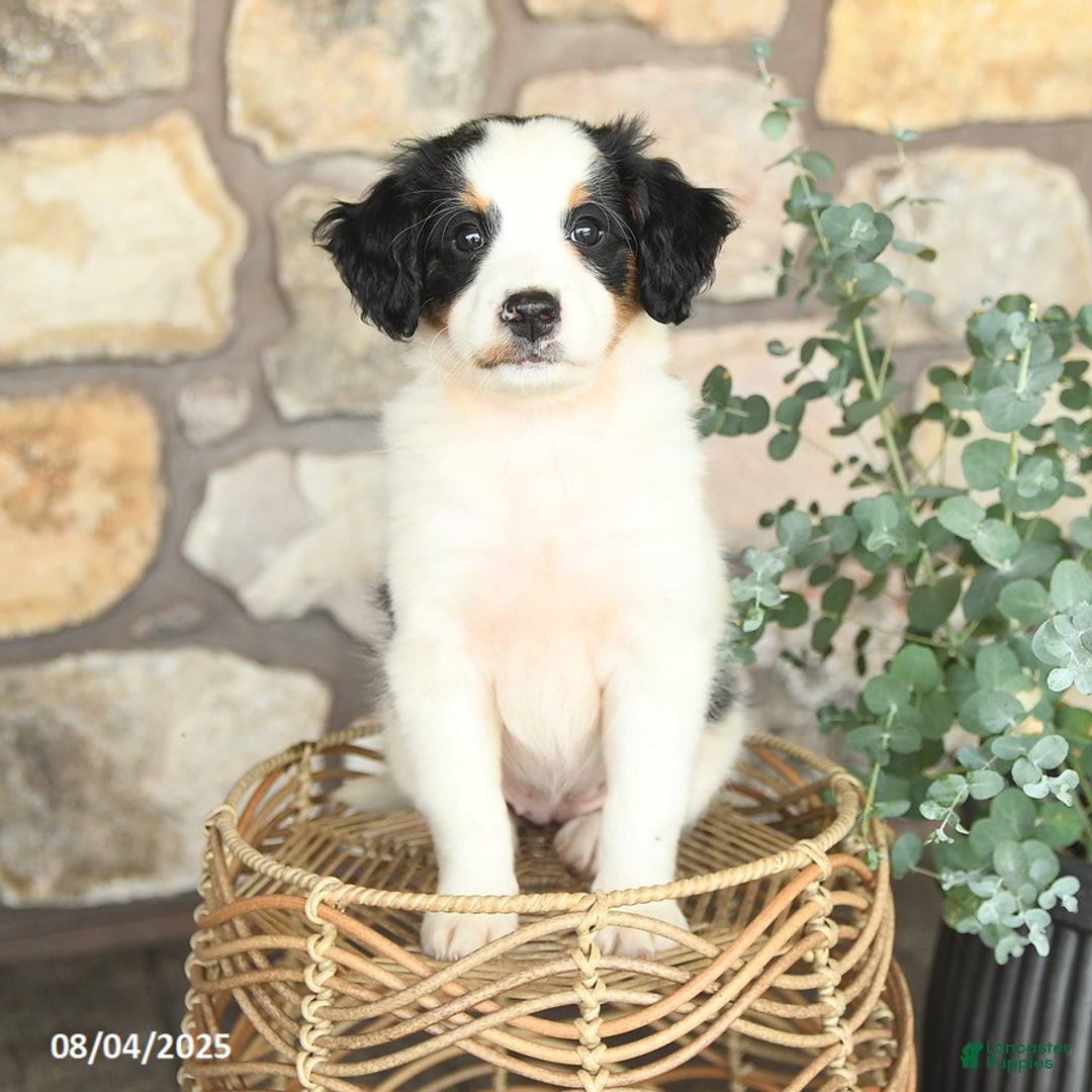 Mini Bernedoodle dogs for sale: Girlie - Image 2