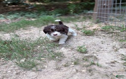 Labradoodle dogs for sale: Puppy 1 - Image 5