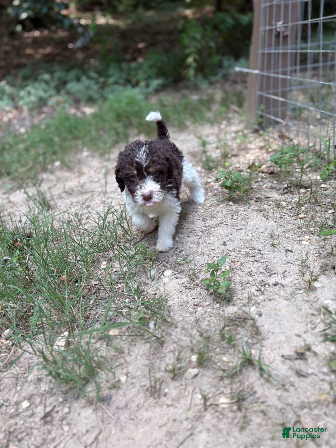 Labradoodle dogs for sale: Puppy 1 - Image 5