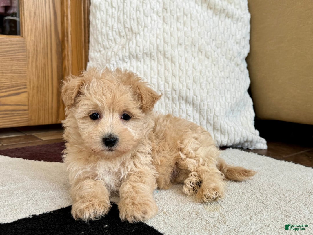 Maltipoo dogs for sale: Jerry - Image 1