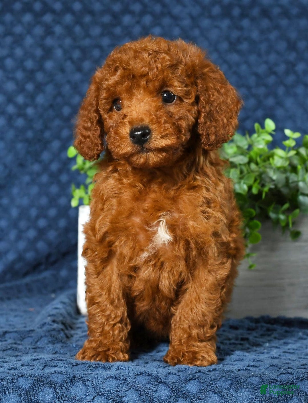 Cavapoo dogs for sale: Franklin - Image 9