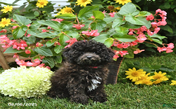 Toy Poodle dogs for sale - Ad 1
