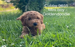 Mini Goldendoodle dogs for sale: Cubby - Image 2
