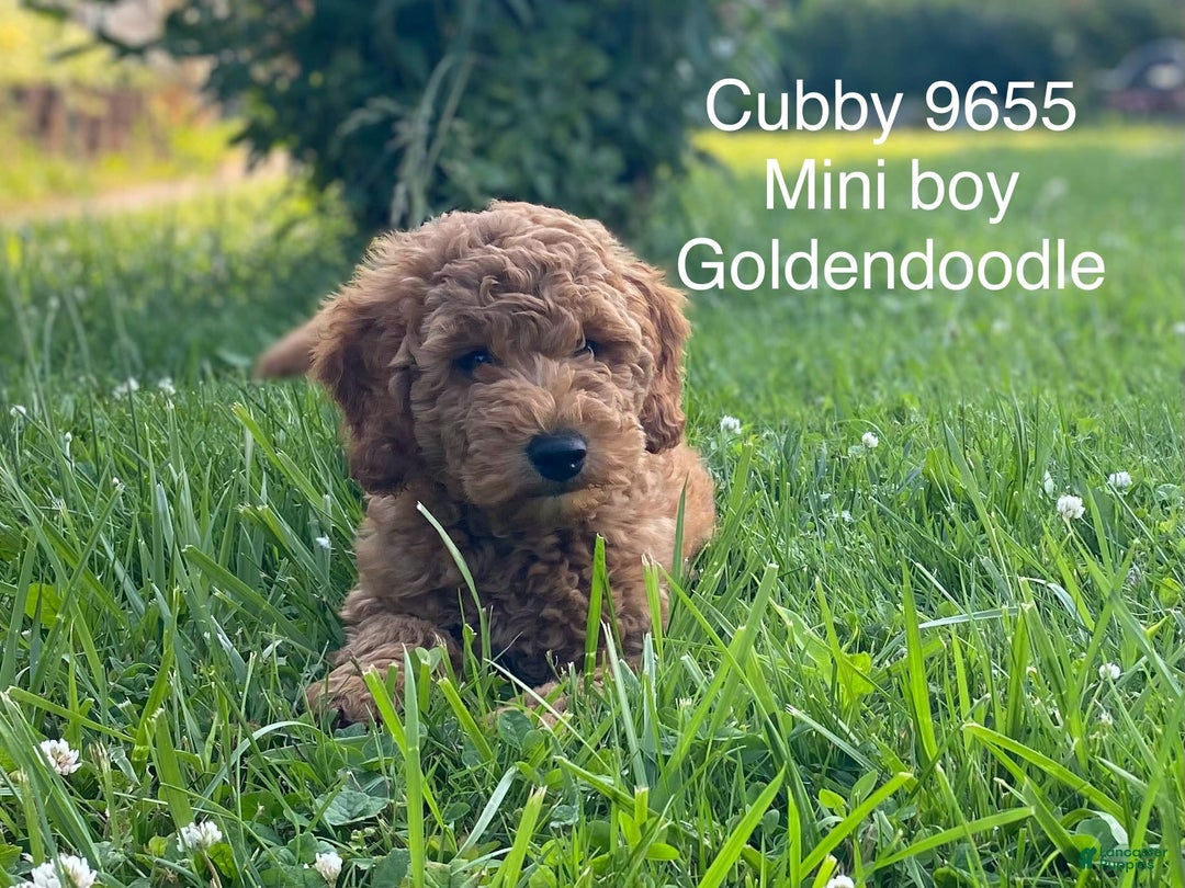 Mini Goldendoodle dogs for sale: Cubby - Image 2
