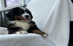 Bernese Mountain Dog dogs for sale: Bailey - Image 12