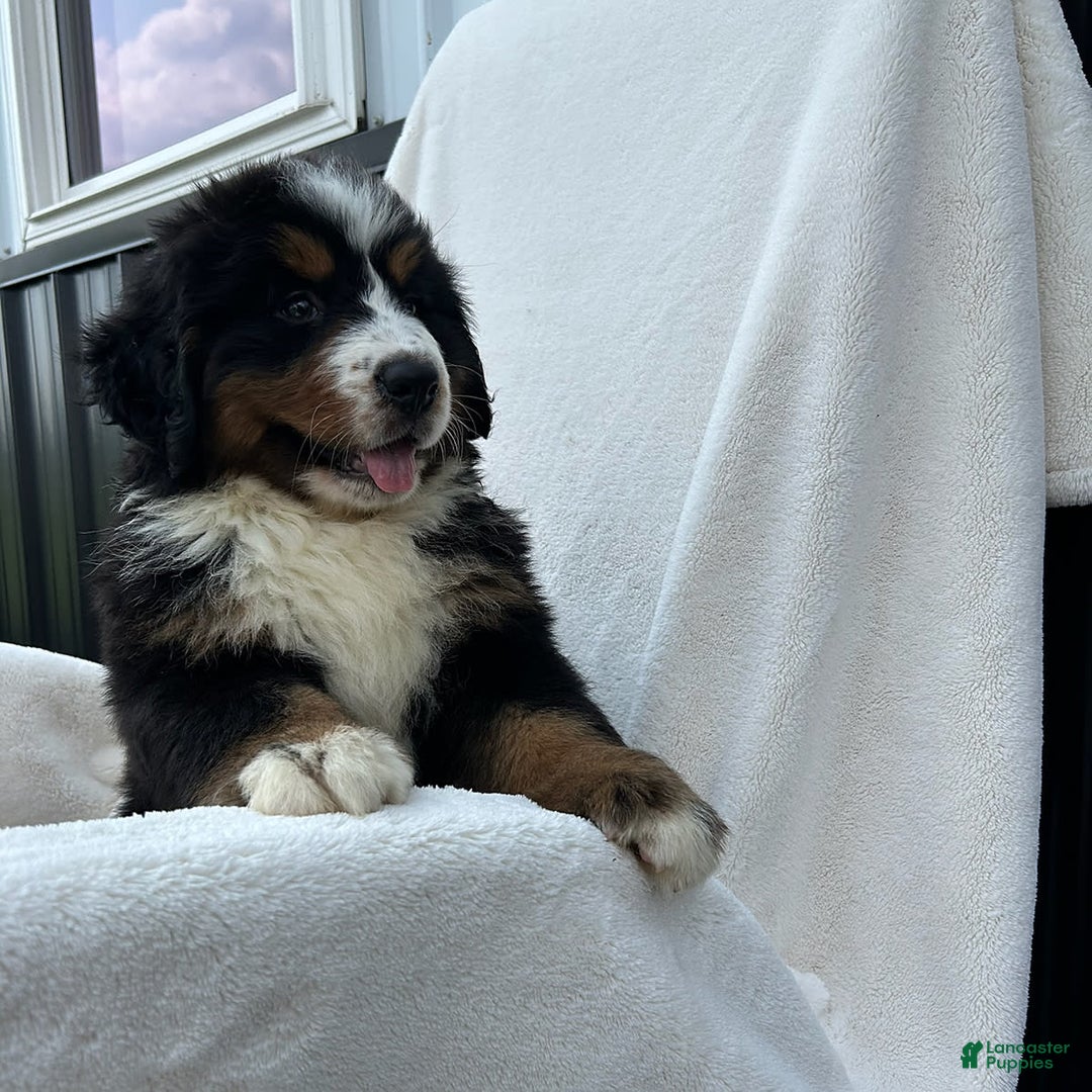Bernese Mountain Dog dogs for sale: Bailey - Image 12