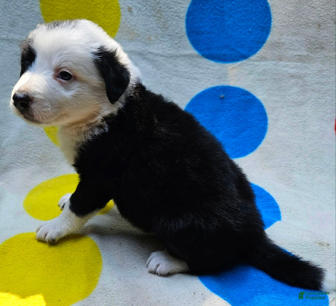 Border Collie dogs for sale: Bear - Image 4