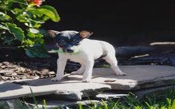 Toy Fox Terrier dogs for sale: Parker - Image 2