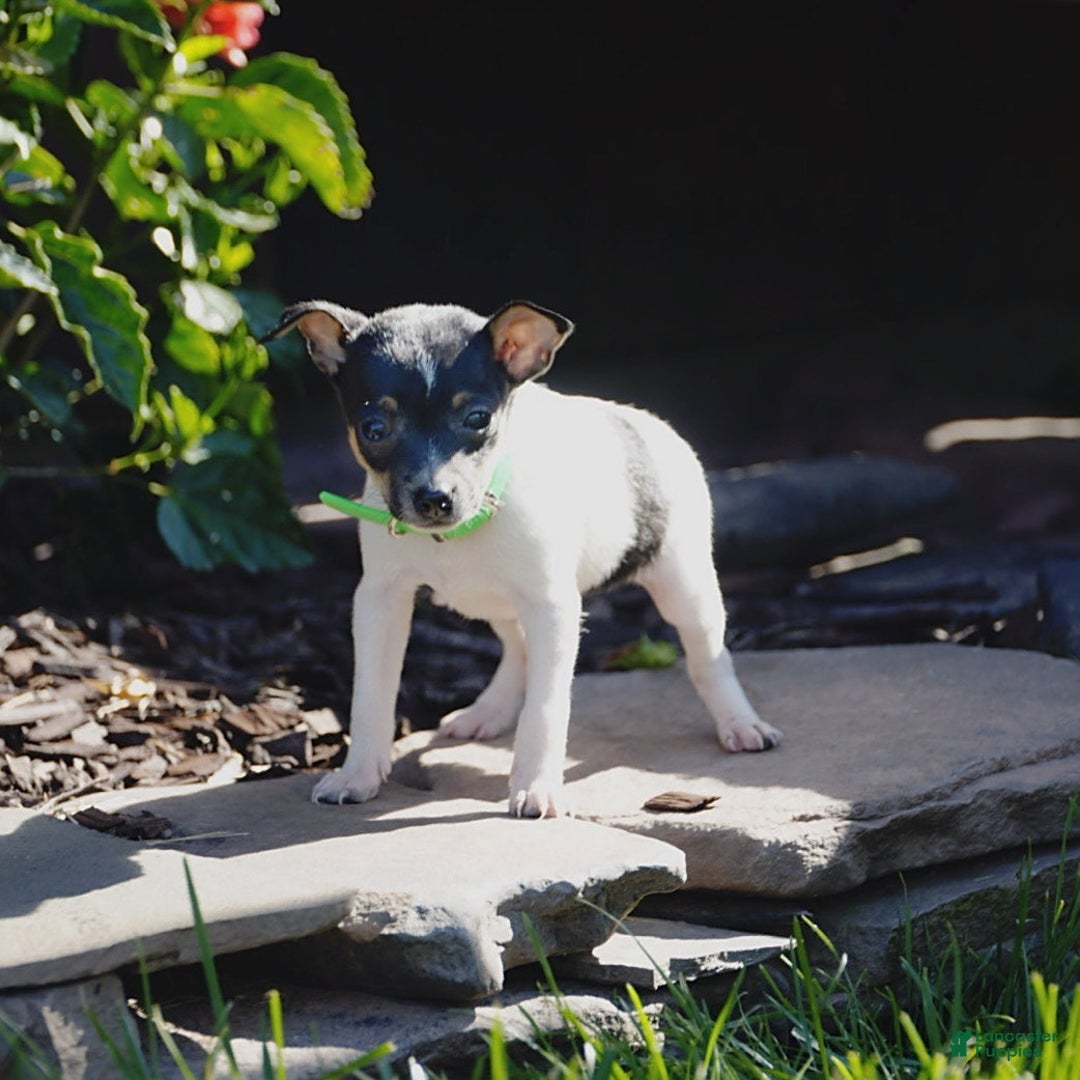 Toy Fox Terrier dogs for sale: Parker - Image 2