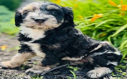 Bernedoodle dogs for sale: Candy - Image 13