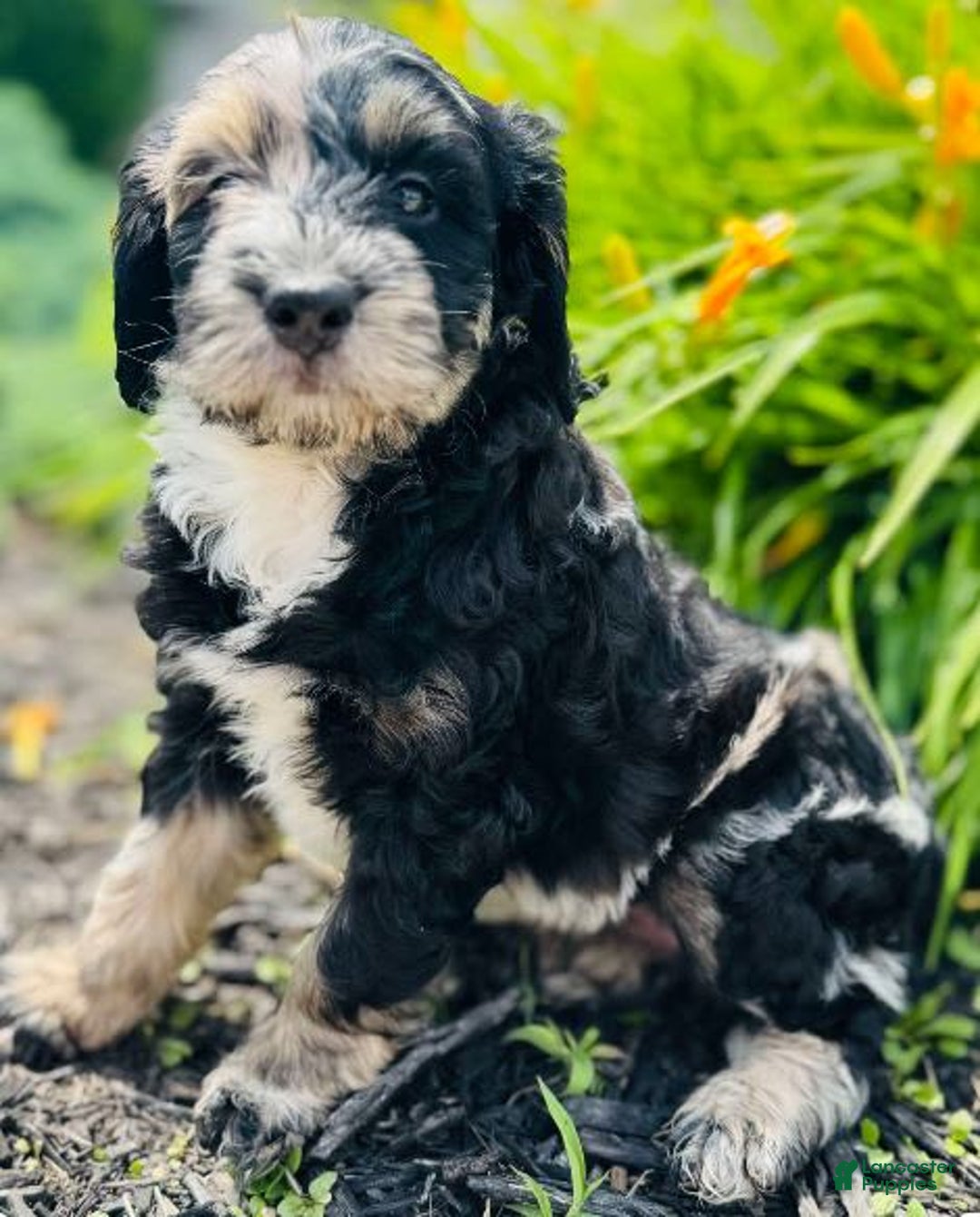 Bernedoodle dogs for sale: Candy - Image 13