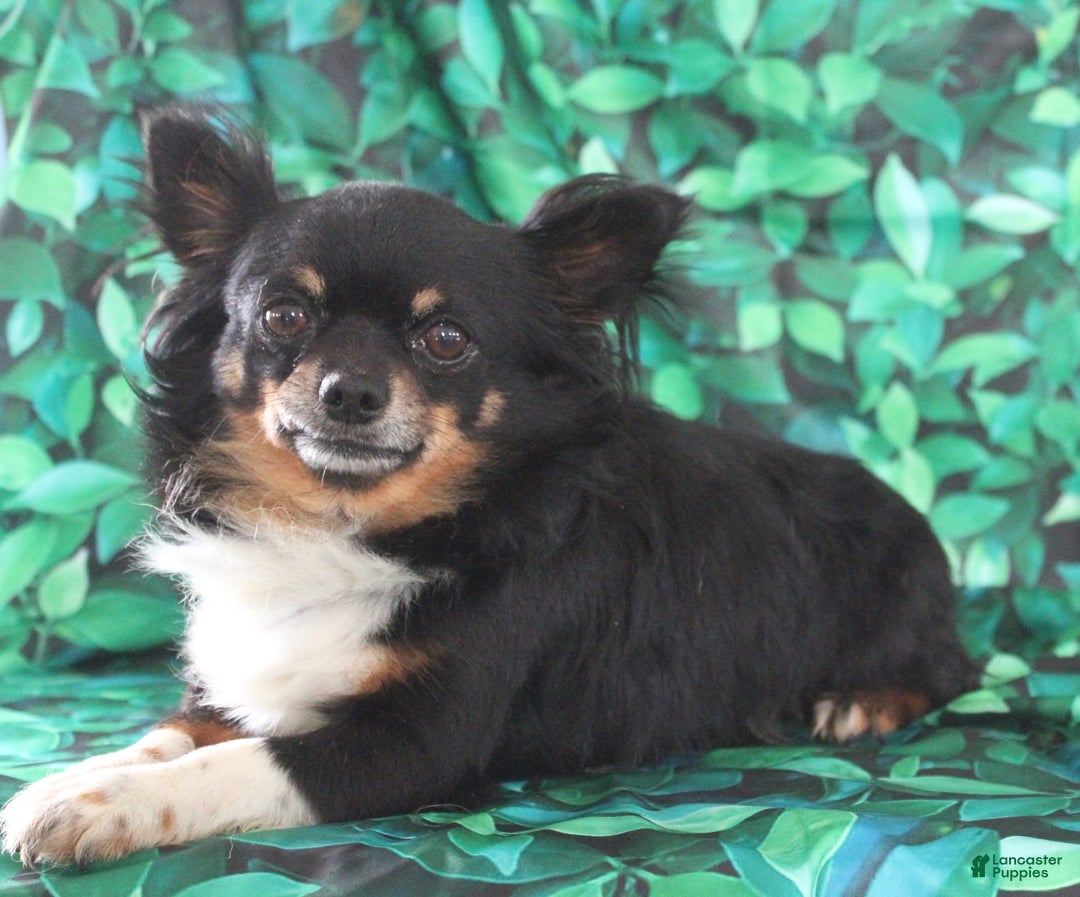 Chihuahua dogs for sale: Dash - Image 10