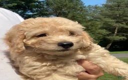 Labradoodle dogs for sale: Maxwell - Image 8