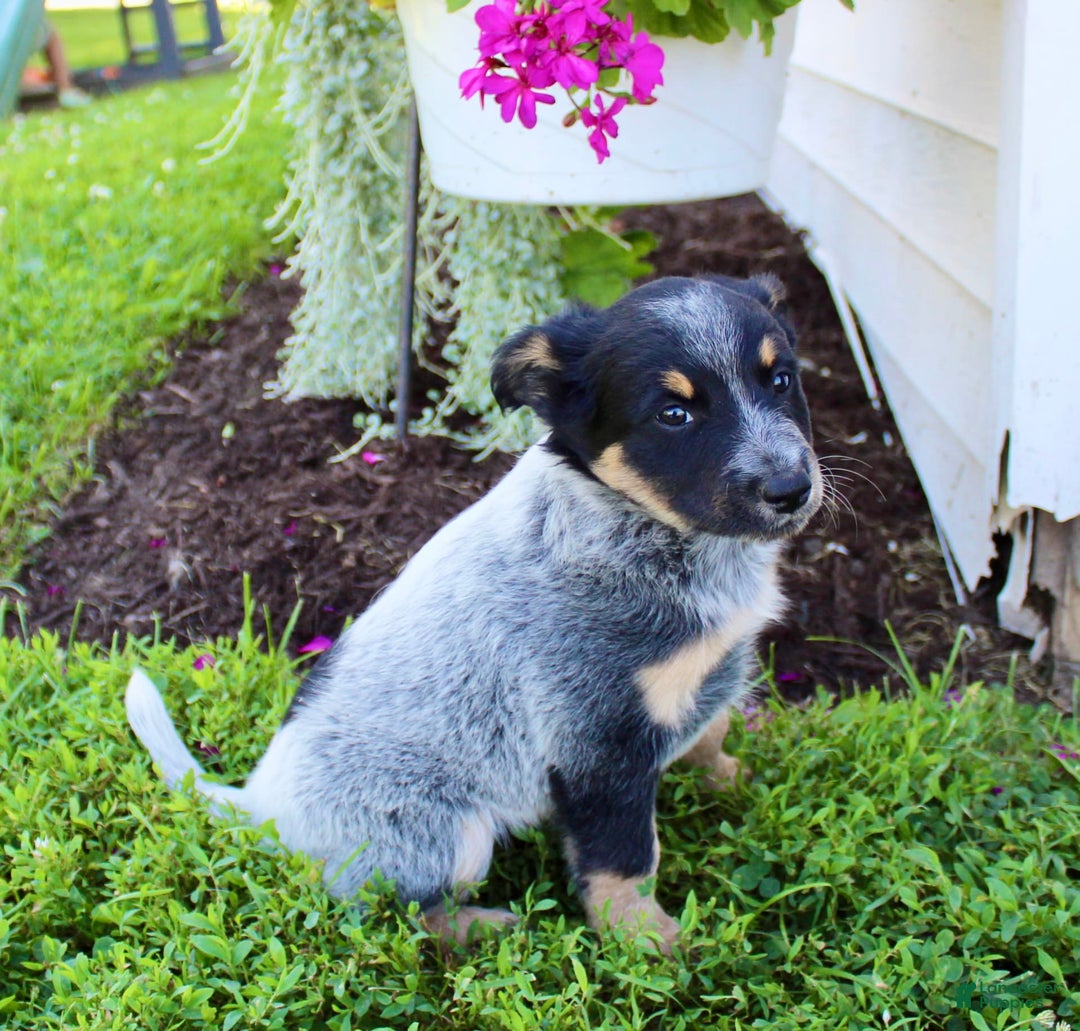 Australian Cattle Dog dogs for sale: Bailey - Image 3