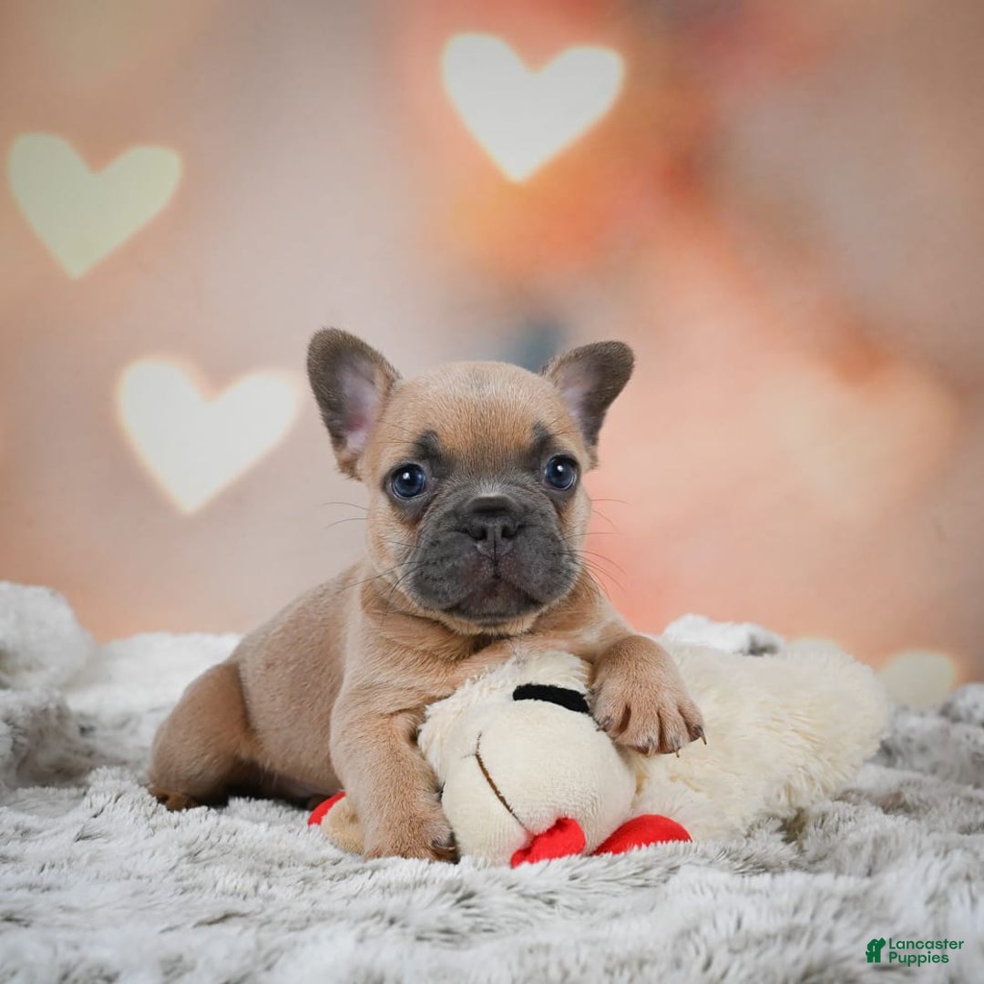 French Bulldog dogs for sale: Chase - Image 8
