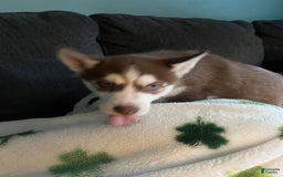 Siberian Husky dogs for sale: Niko - Image 7