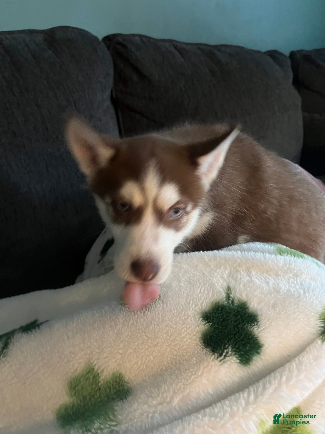 Siberian Husky dogs for sale: Niko - Image 7
