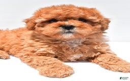 Cavapoo dogs for sale: Riley - Image 8