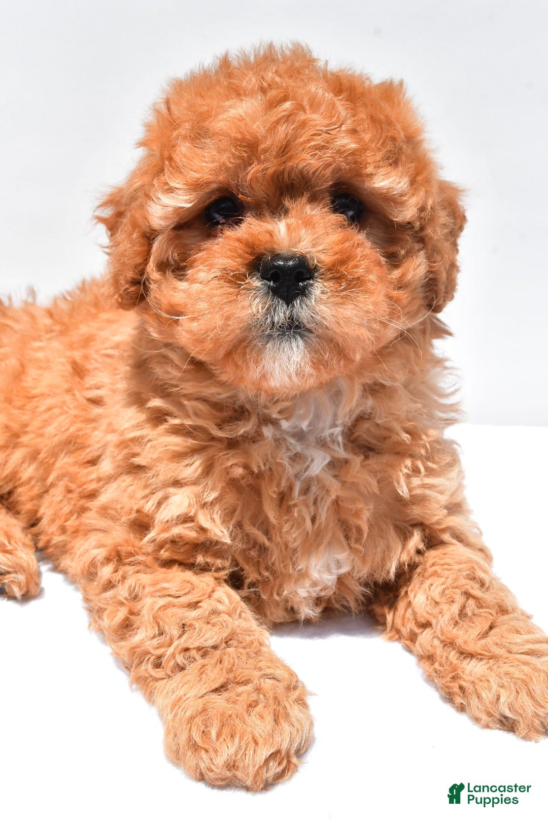 Cavapoo dogs for sale: Riley - Image 8