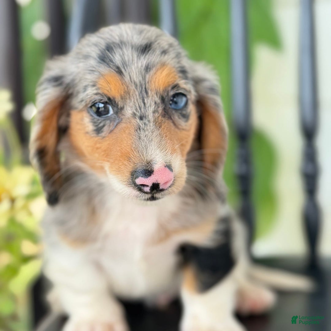 Miniature Dachshund dogs for sale: Miniature Dachshund 7 puppies - Image 2