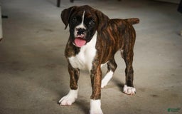 Boxer dogs for sale: Tori - Image 7