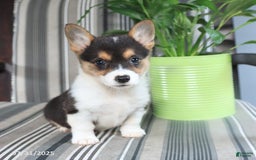 Welsh Corgi Pembroke dogs for sale: Tina - Image 4