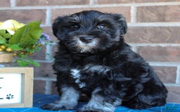 Miniature Schnauzer dogs for sale: Molly - Image 2