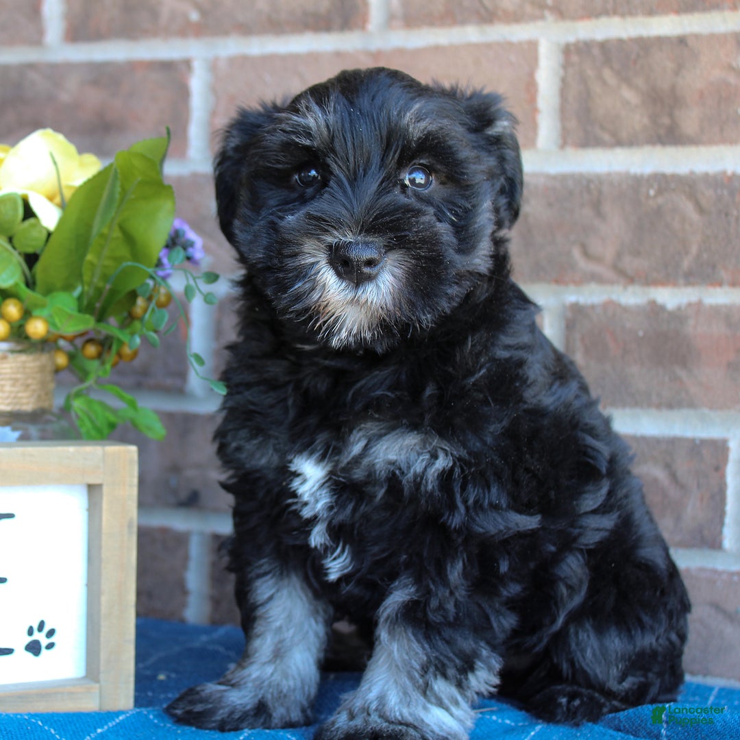 Miniature Schnauzer dogs for sale: Molly - Image 2