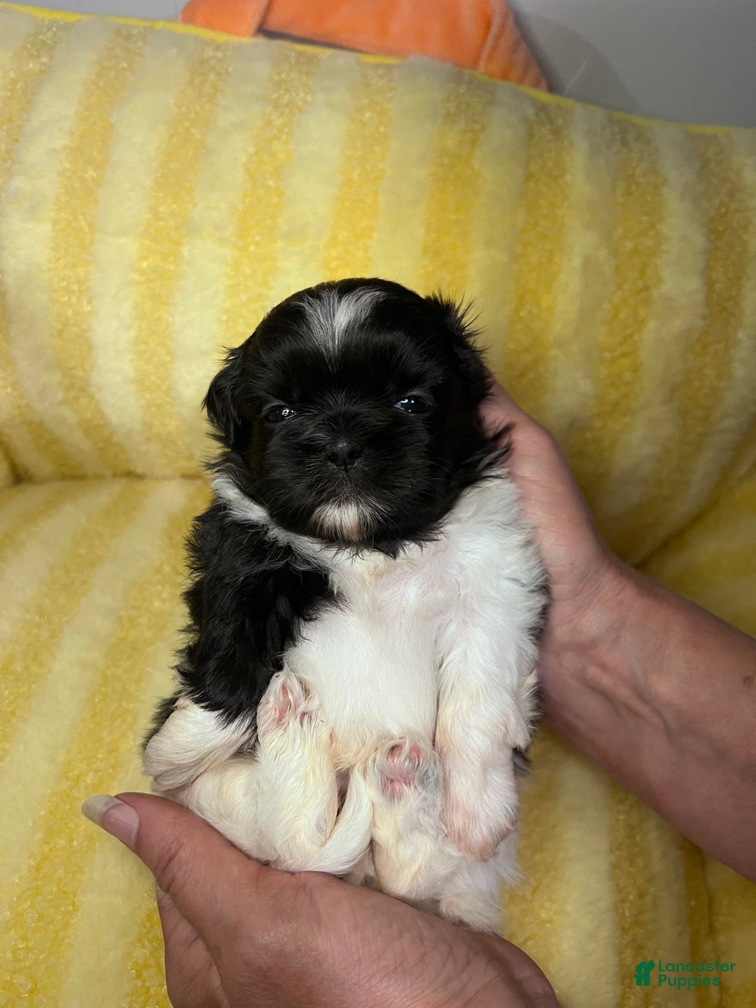 Shih Tzu dogs for sale: Bently - Image 2