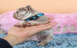 French Bulldog dogs for sale: Dante - Image 15
