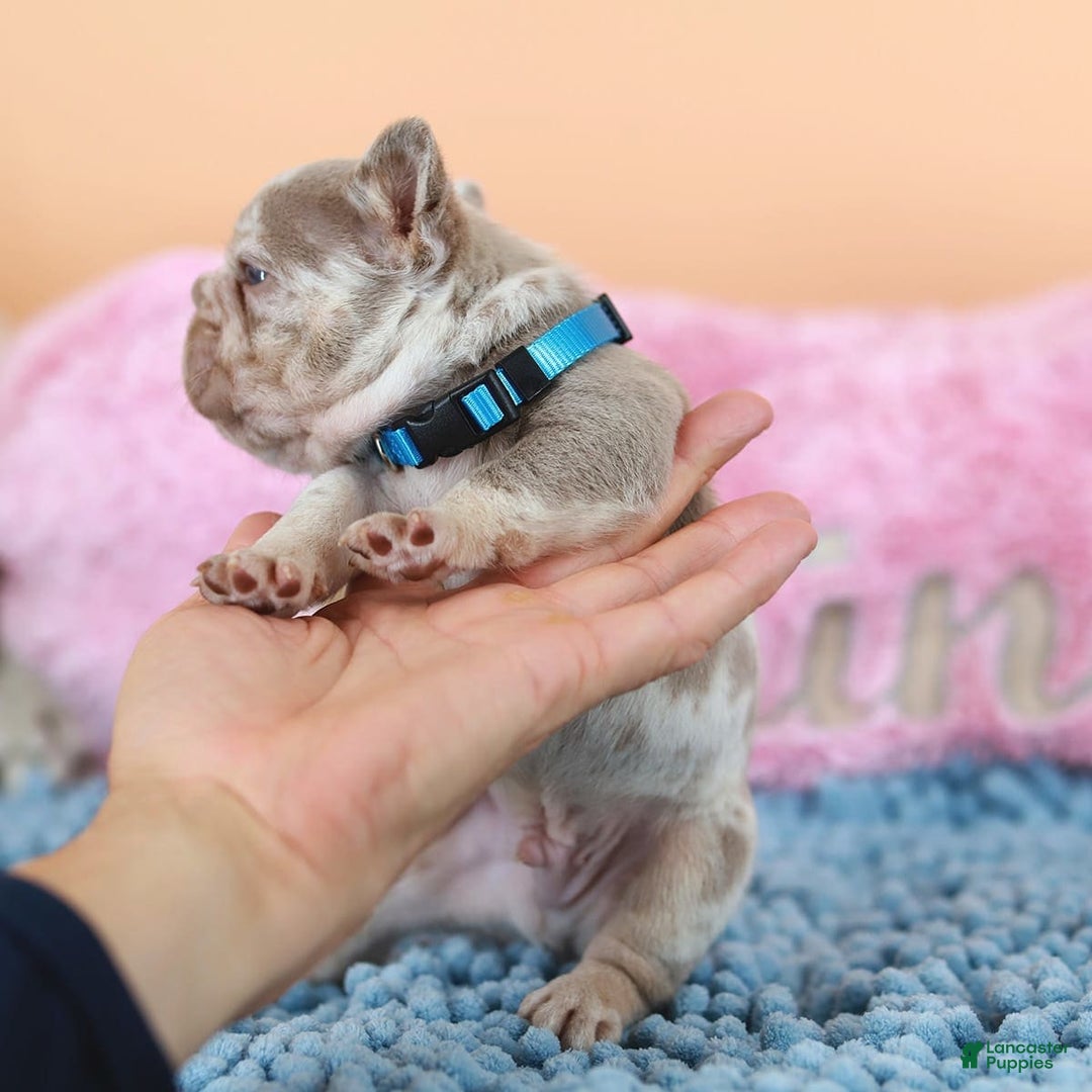 French Bulldog dogs for sale: Dante - Image 15
