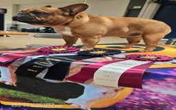 French Bulldog dogs for sale: Raider - Image 43