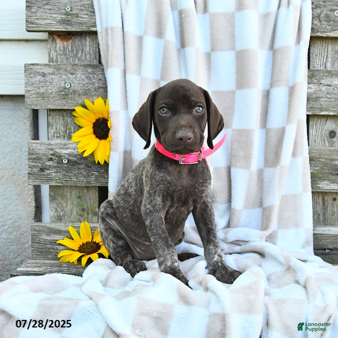 German Shorthaired Pointer dogs for sale: Liberty - Image 1