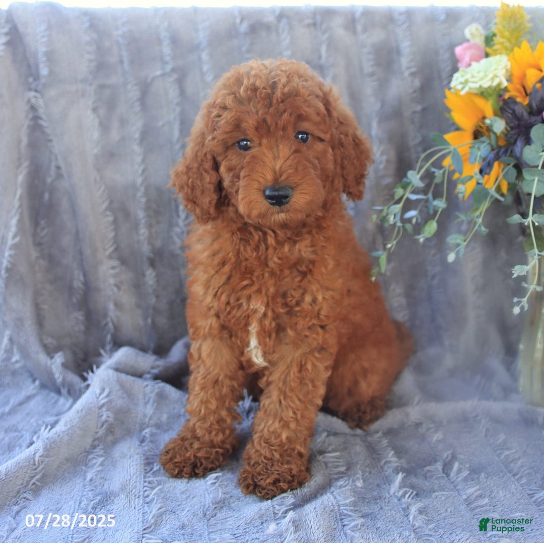 Mini Goldendoodle dogs for sale: Ulysses - Image 5